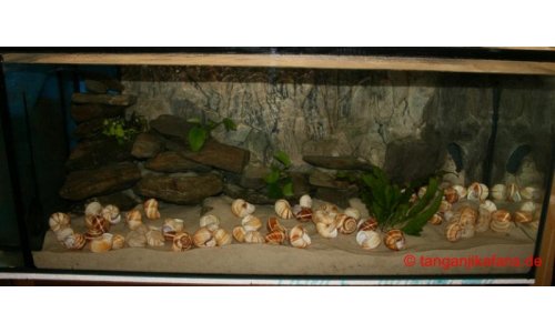 Neolamprologus multifasciatus Becken